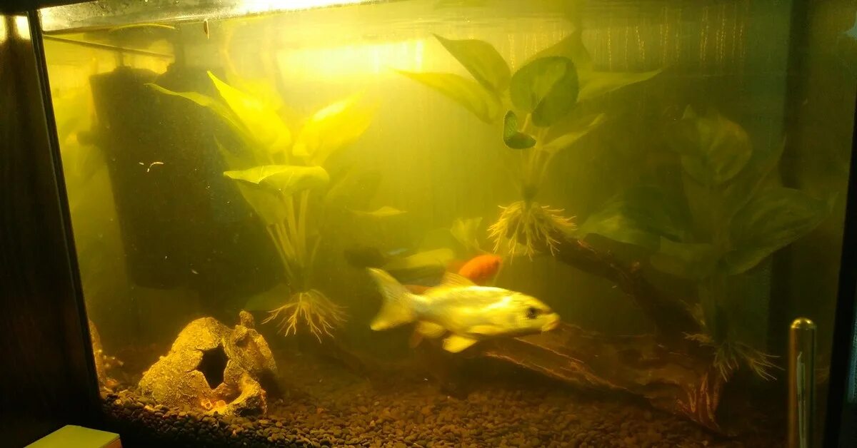 Нужен рыбкам свет ночью. Настоящий аквариум. Аквариум с карпами в комнате. Рыбы которым не нужен свет. Зоомагазин Тольятти с аквариумными рыбками.
