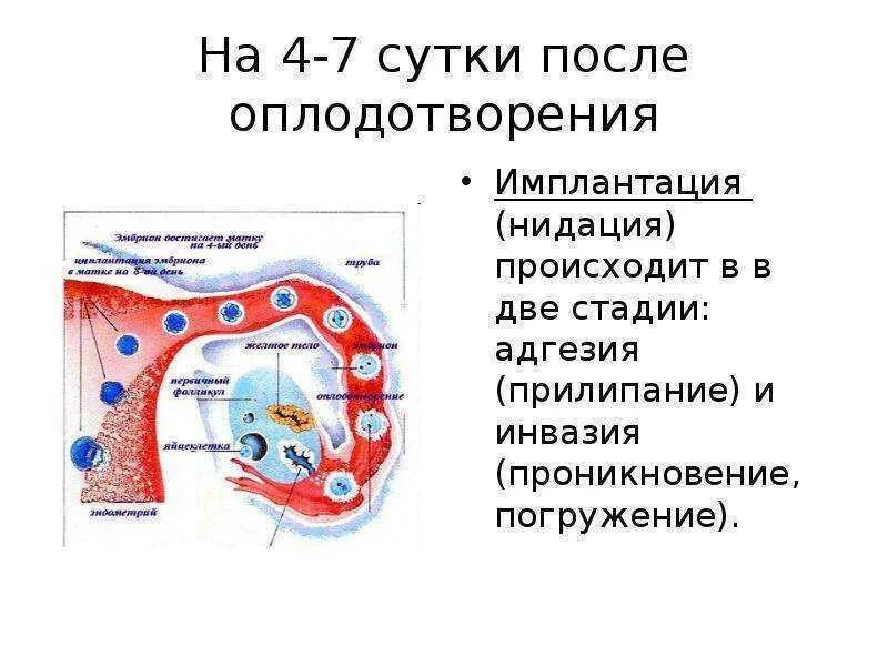 Через сколько прикрепляется плод. Через сколько прикрепляется плод