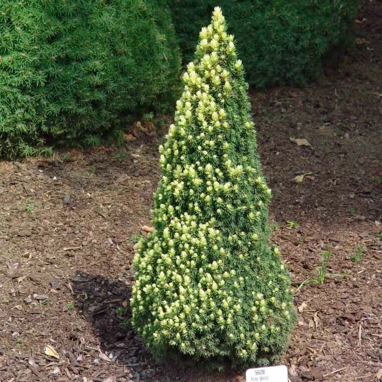 Ель сизая/канадская conica. Ель канадская Коника Picea glauca conica. Ель (Picea glauca) канадская Коника. Ель канадская Рэйнбоуз энд. Коника весной