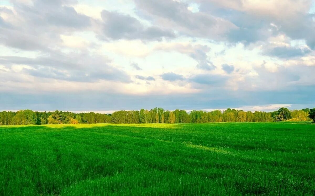 Луг вдали. Поле с лесом на заднем плане. Природа поле. Зеленые Луга. Лес вдали.