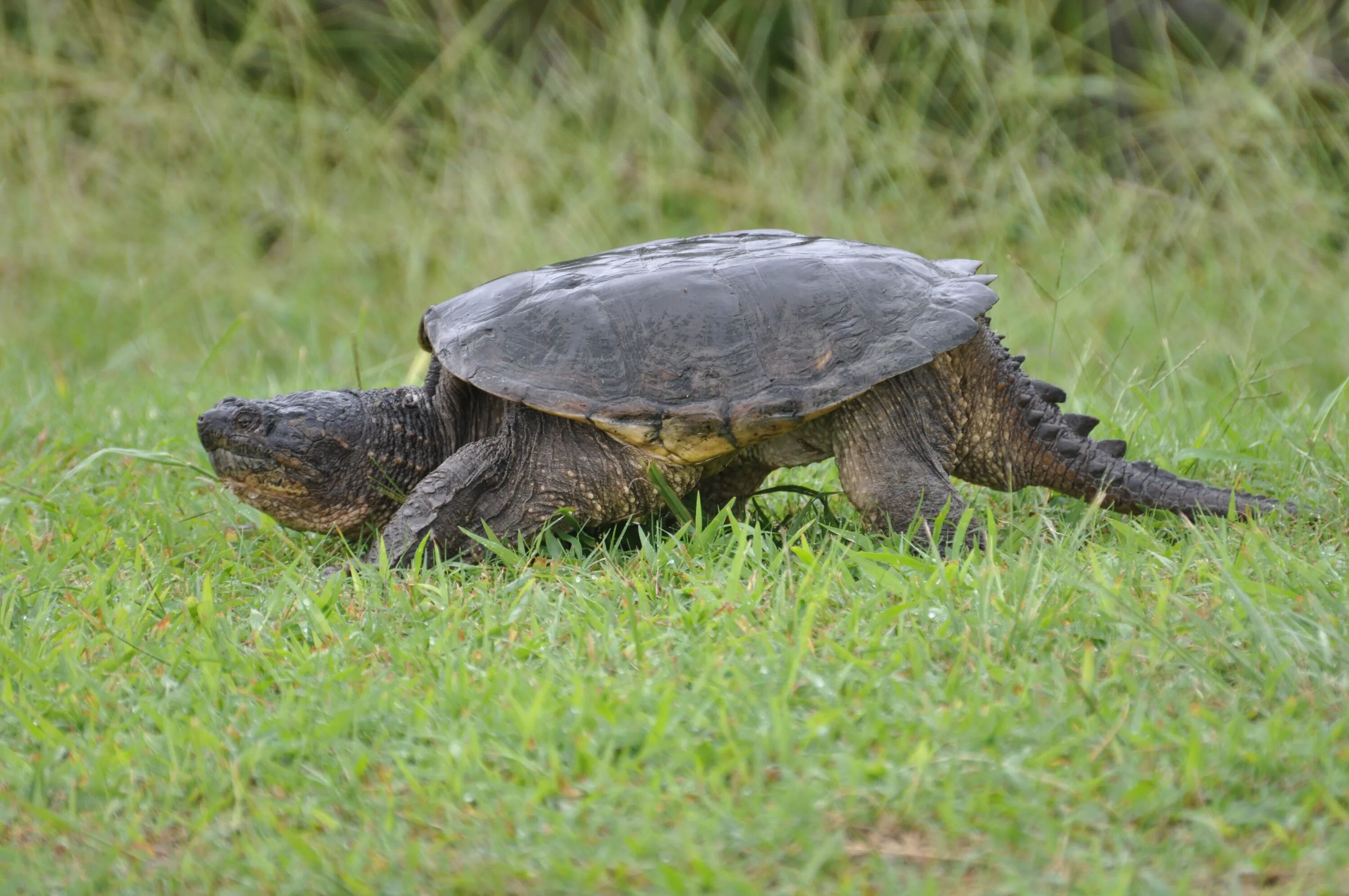 Left turtle. Каймановые черепахи (Chelydridae). Каймановая черепаха (Chelydra serpentina). Миссисипская черепаха. Грифовая черепаха.