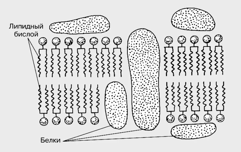 Липидный бислой клеточной мембраны. Рисунок плазматической мембраны клетки. Схема строения клеточной мембраны. Клеточная мембрана рисунок схематично.
