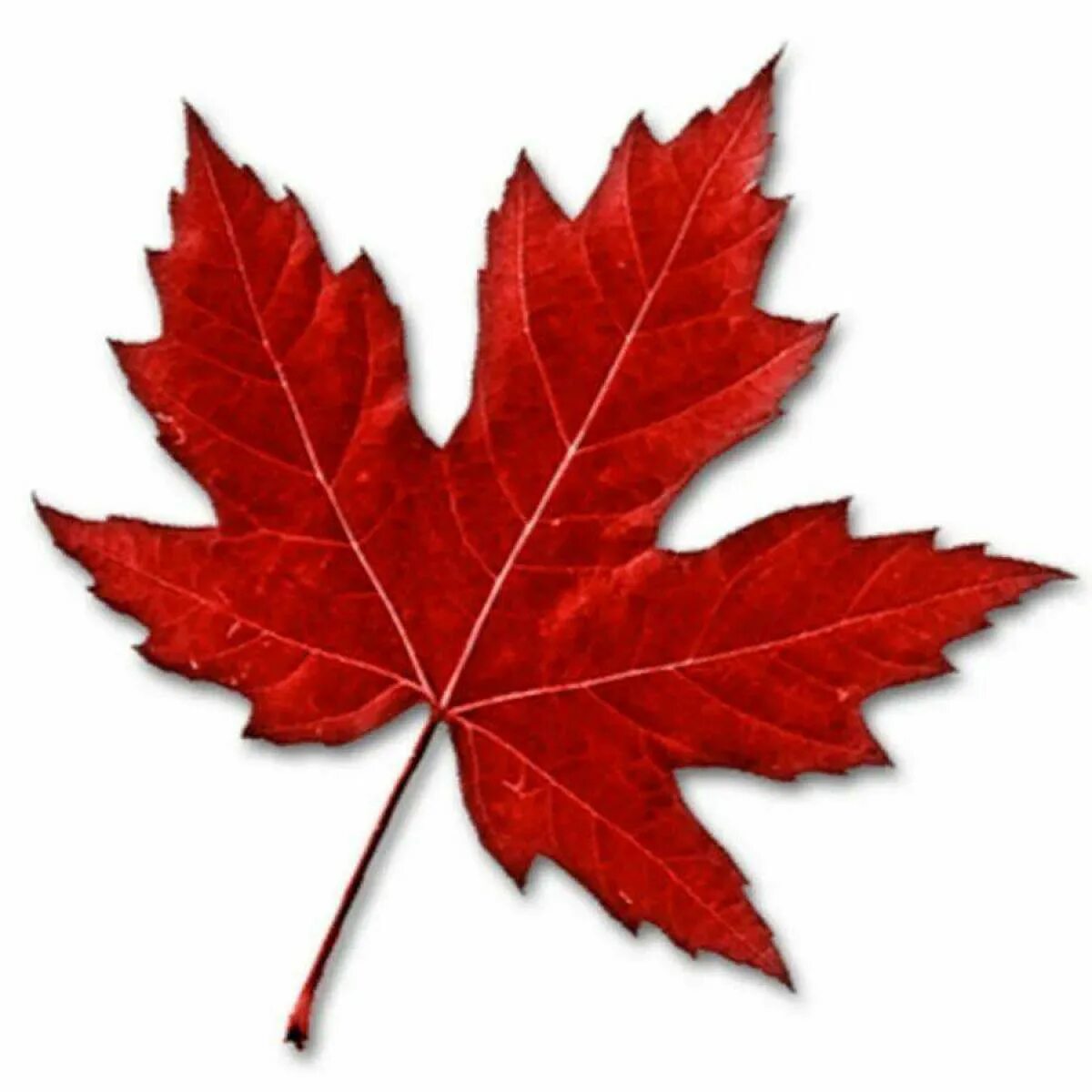 Листья клена 7. Лист клена. Кленовый листок Канада. Maple кленовый лист. Осенний кленовый лист.