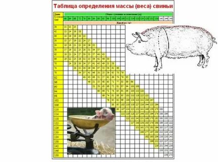 Живая масса поросят при рождении