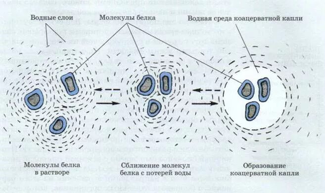 Процесс коацервации биология 9 класс. Образование коацерватной капли. Формирование коацерватов. Коацервация и ее роль в биологических системах. Образование коацерватов в воде