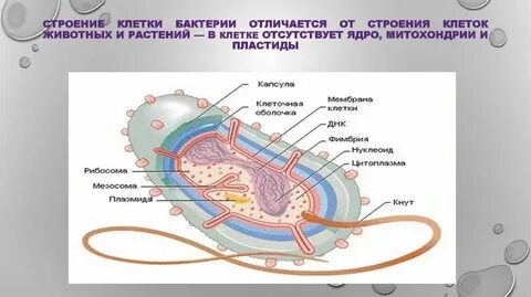 Отсутствует оформленное ядро тип клеток