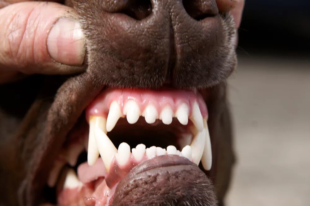 Собака рот зубы. Клещеобразный прикус у собак. Стаффордширский терьер прикус. Ножницеобразный прикус у добермана.