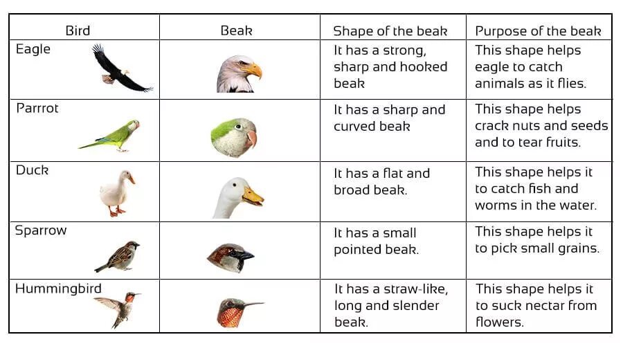 Birds 1 часть. Birds classification. Kinds of Birds for Kids. Beak англ. Beak перевод.