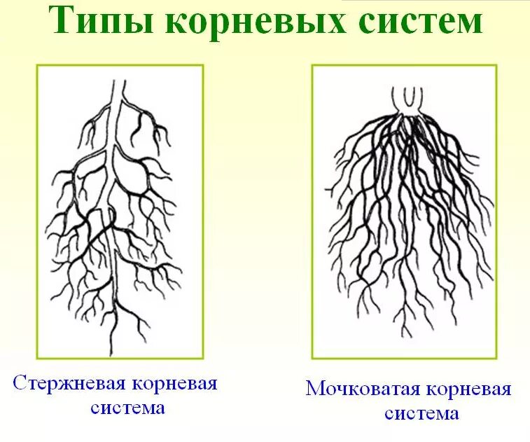 Стержневая корневая система рисунок