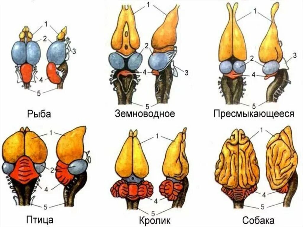 Развитие головного мозга у млекопитающих. Строение головного мозга хордовых. Эволюция головного мозга позвоночных схема. Эволюция головного мозга позвоночных таблица. Строение головного мозга позвоночных животных 7 класс.