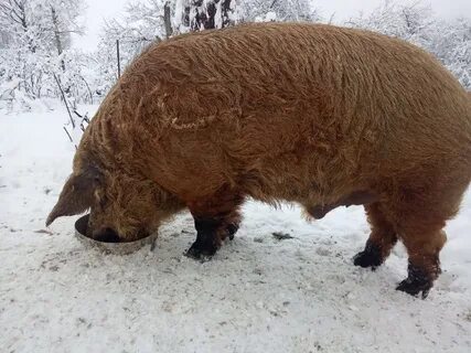 Хряк мангалицы