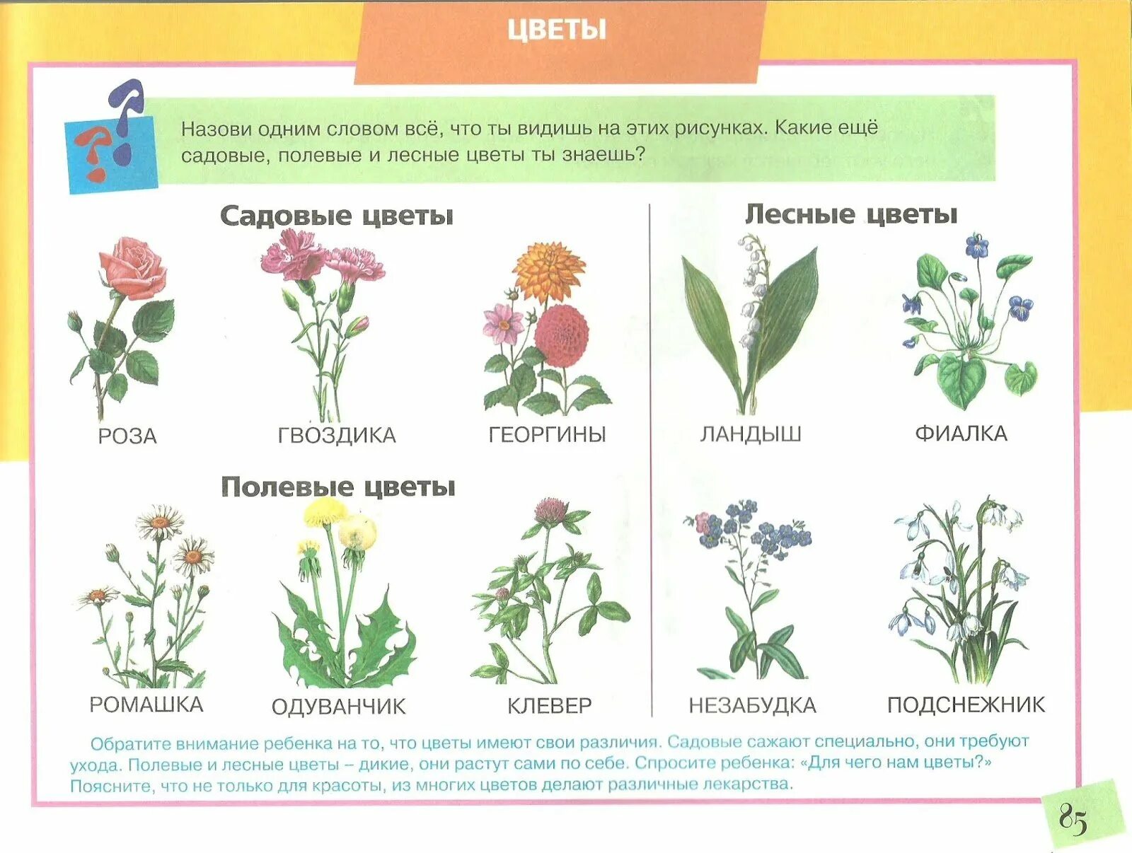 Цветы названия для дошкольников. Полевые цветы. Названия цветов полевых и садовых. Полевые цветы задания для детей. Лексическая тема цветы