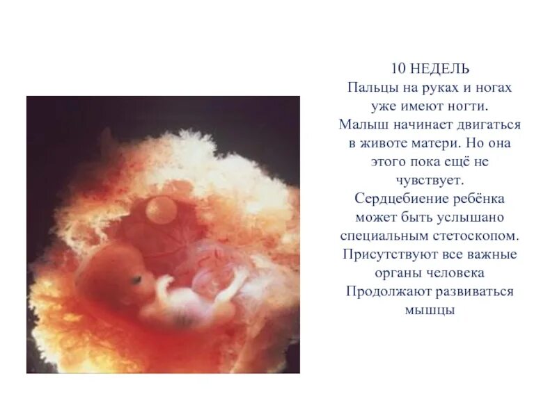 10 октября неделя. Малыш на 10 неделе беременности. Сердцебиение ребенка в животе. Сердцебиение младенца в утробе.