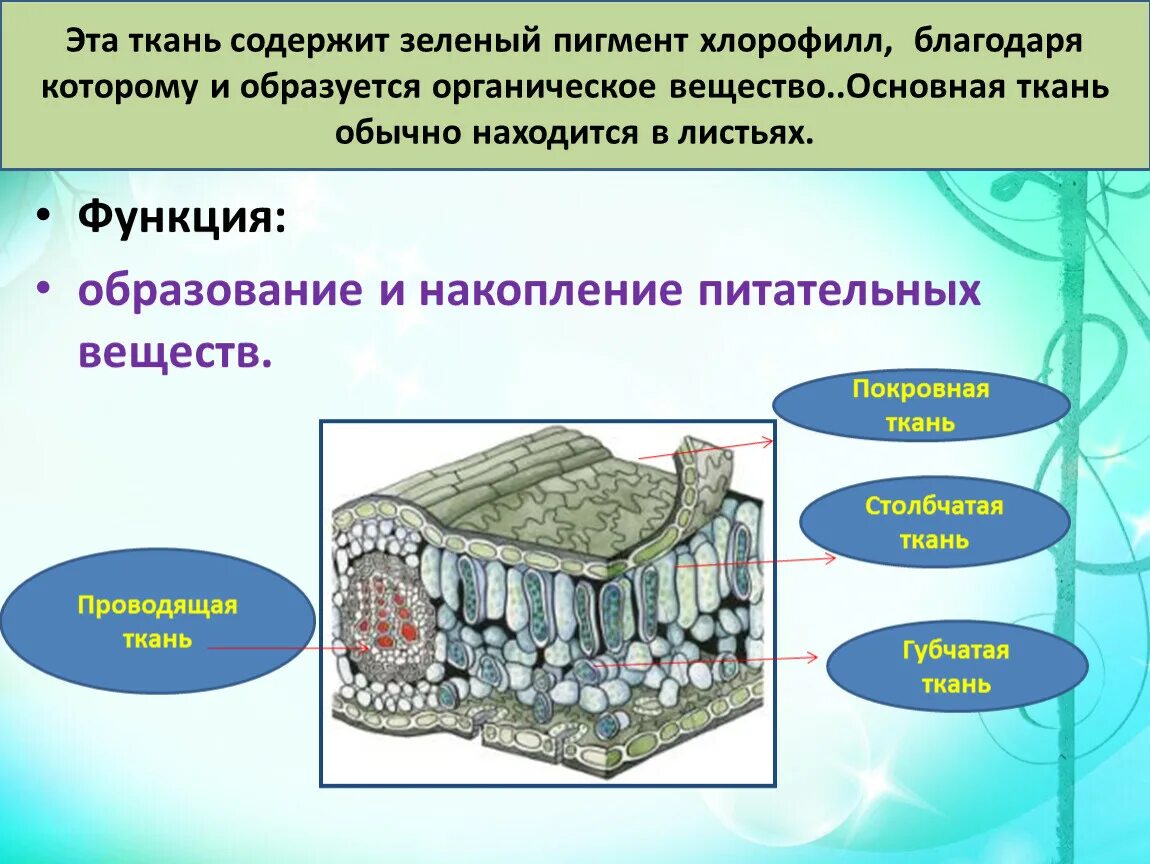 Транспорт органических веществ какая ткань. Питательно покровная ткань. Накопление питательных веществ. Накопление питательных веществ функция. Эта ткань содержит зеленый пигмент хлорофилл.