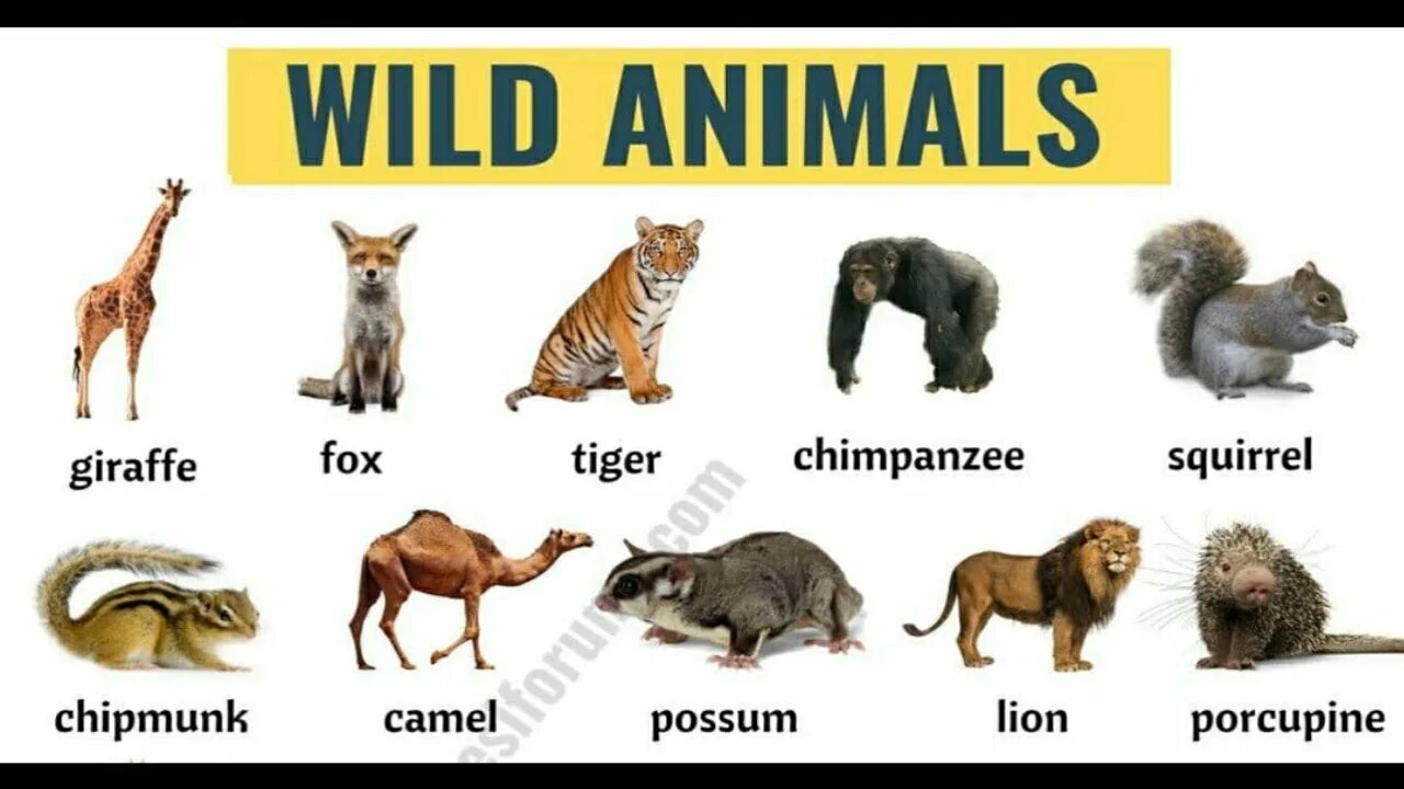 Wild animals as pets essay. Дикие животные на английском. Wild animals надпись. Дикое животное на английском. Animals список.