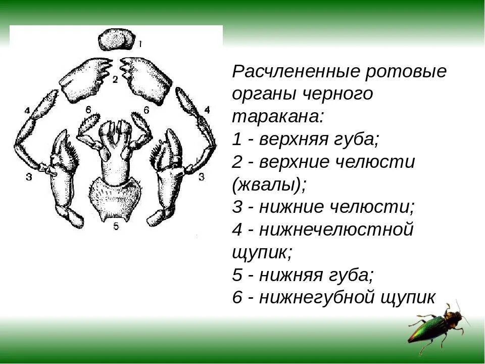 Тип головы насекомых