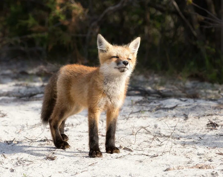 Рыжая лисица падеж. Atalaya Red Fox. Red Fox native range. Red Fox District. Red Fox Talkeetna.