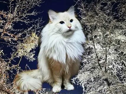 Лучший кот года