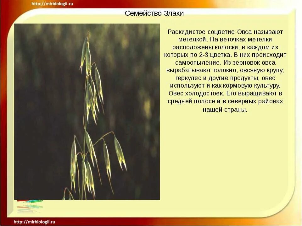 Овес группа растений. Соцветие семейства злаки 6 класс. Семейство злаковые овес. Овес соцветие. Овёс злаковое растение.