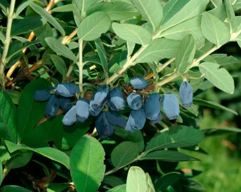 Жимолость съедобная жимолостные. Жимолость съедобная (lonicera edulis). Жимолость голубое веретено. Жимолость куст. Жимолость нимфа.