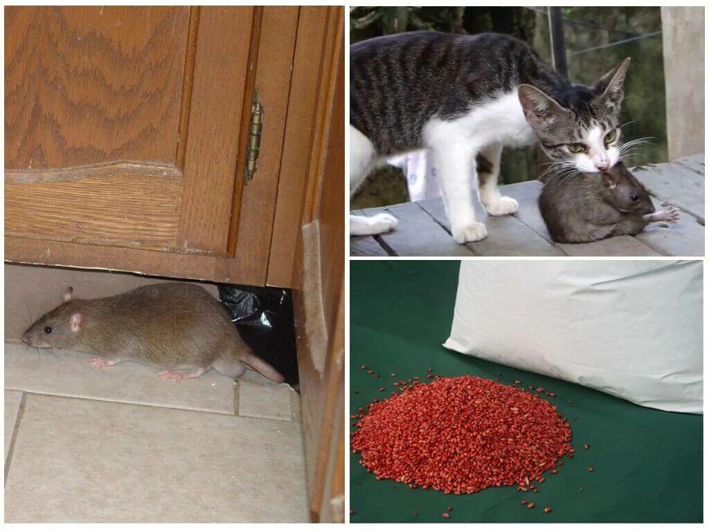 Мыши под полом