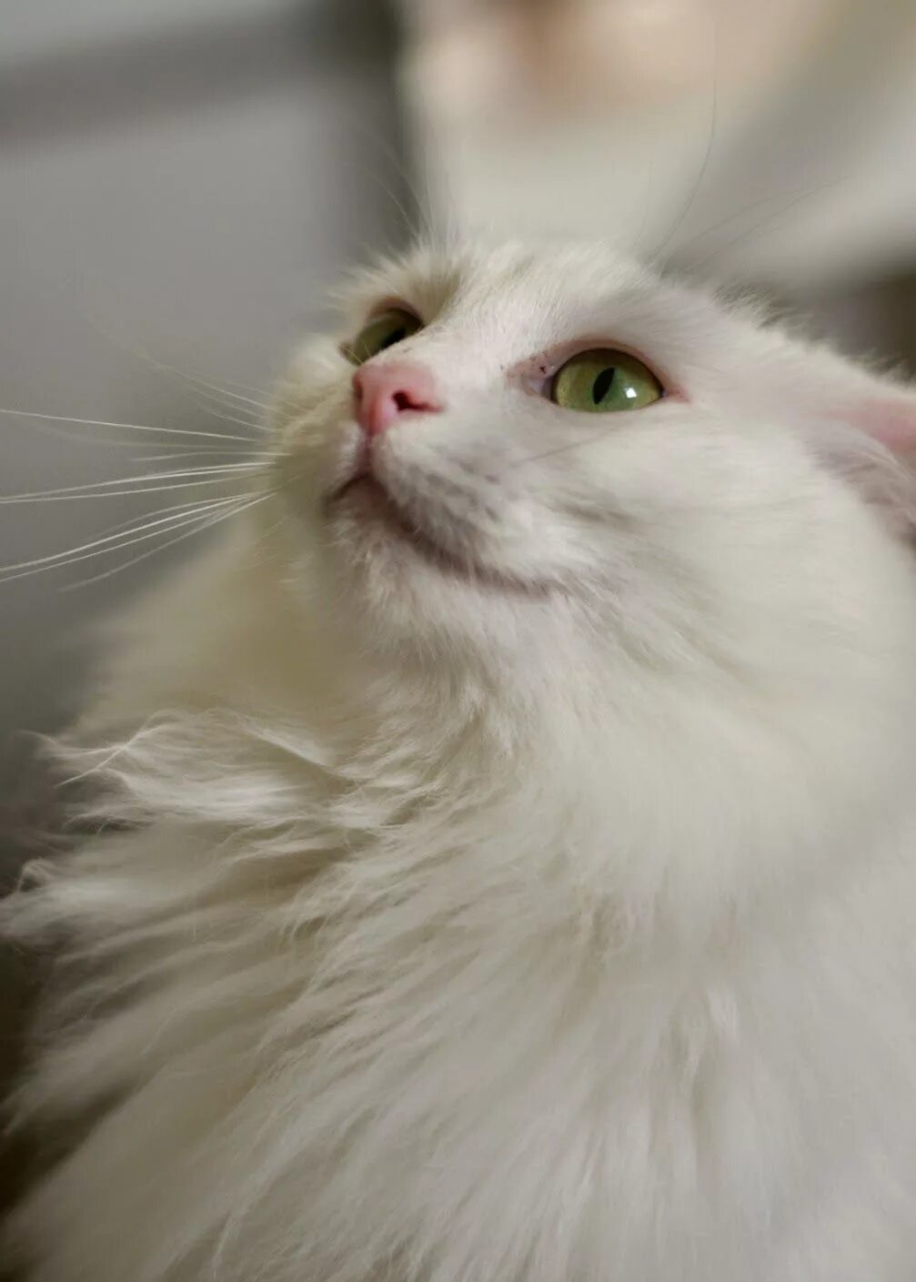 Турецкая ангора белая. Ангорская кошка. Турецкая ангорская белая кошка. Белый ангорский кот.