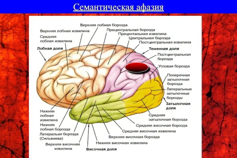 Извилины мозга центры. Борозды лобной доли мозга. Головной мозг анатомия человека борозды и извилины. Доли борозды и извилины больших полушарий анатомия.