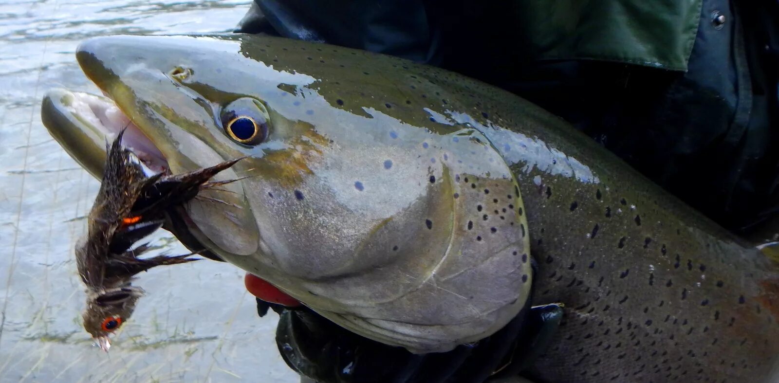 Какая рыба в енисее. Таймень енисей. Плато путорана таймень. Зимняя рыбалка на енисее. Таймень амурский.