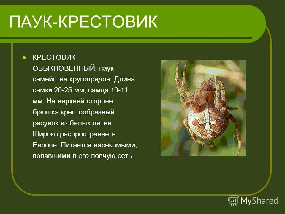 Рассказ о пауке крестовике. Паук крестовик описание 3 класс. Паук крестовик презентация. Паук крестовик среда обитания.