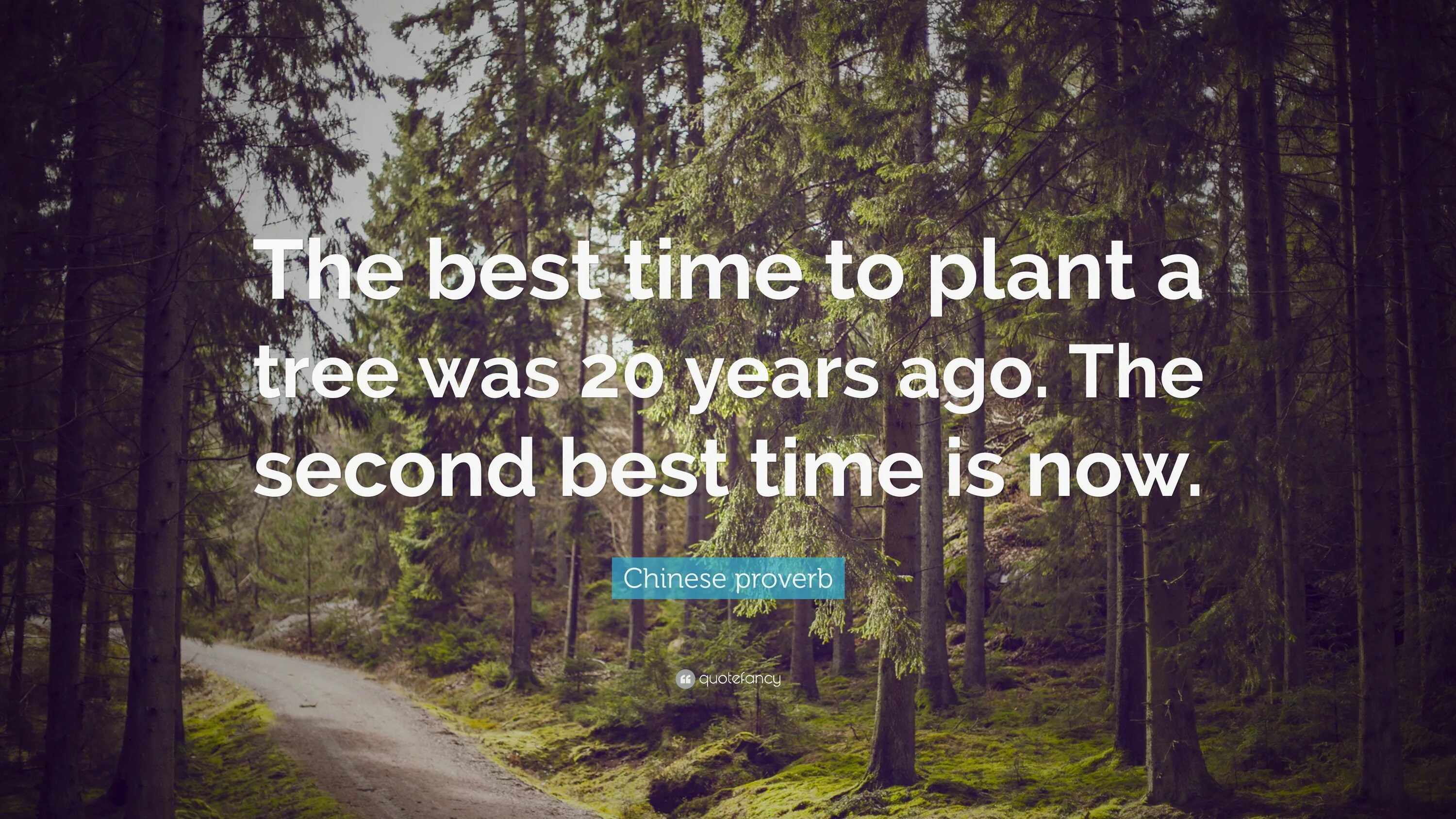 Sometimes good feeling. Look Deep into the nature and you will understand everything better. Lost are. The Trees was или were Green. The best time to Plant a Tree quote.