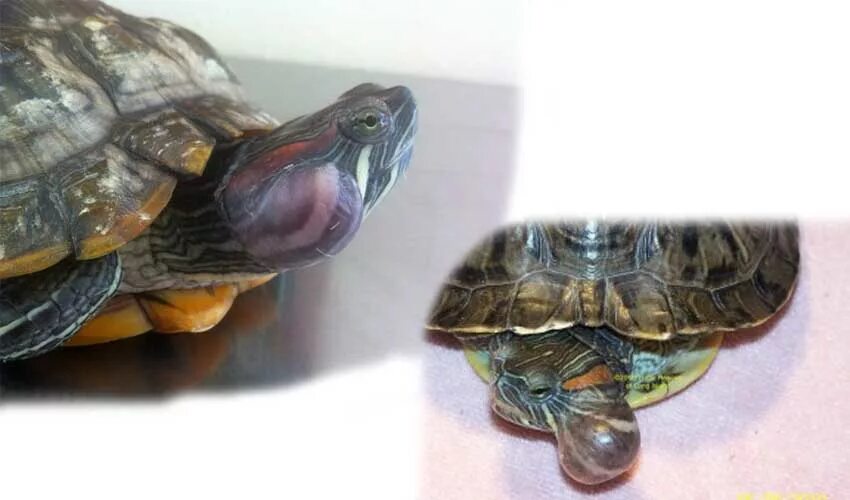 отит у красноухих черепах. красноухая черепаха болезни. слух у черепах. отит у красноухой черепахи. среднее ухо черепах.