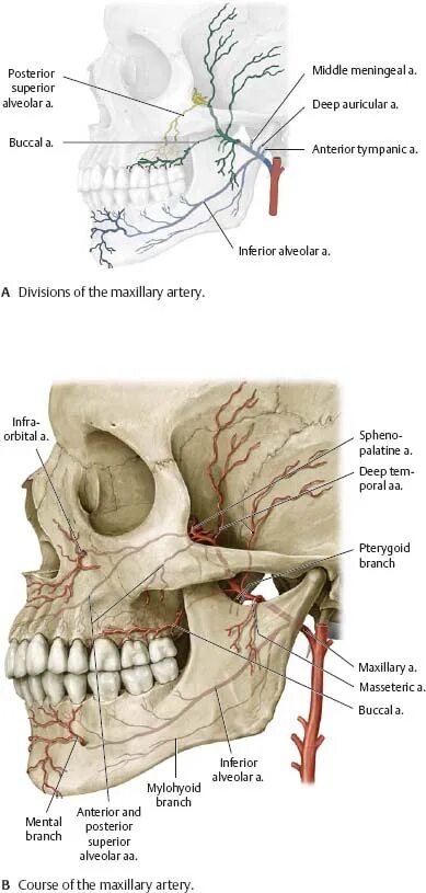 A maxillaris. Arteria maxillaris ветви. A. maxillaris – верхнечелюстная артерия. Ветви a maxillaris схема. Arteria maxillaris отделы.