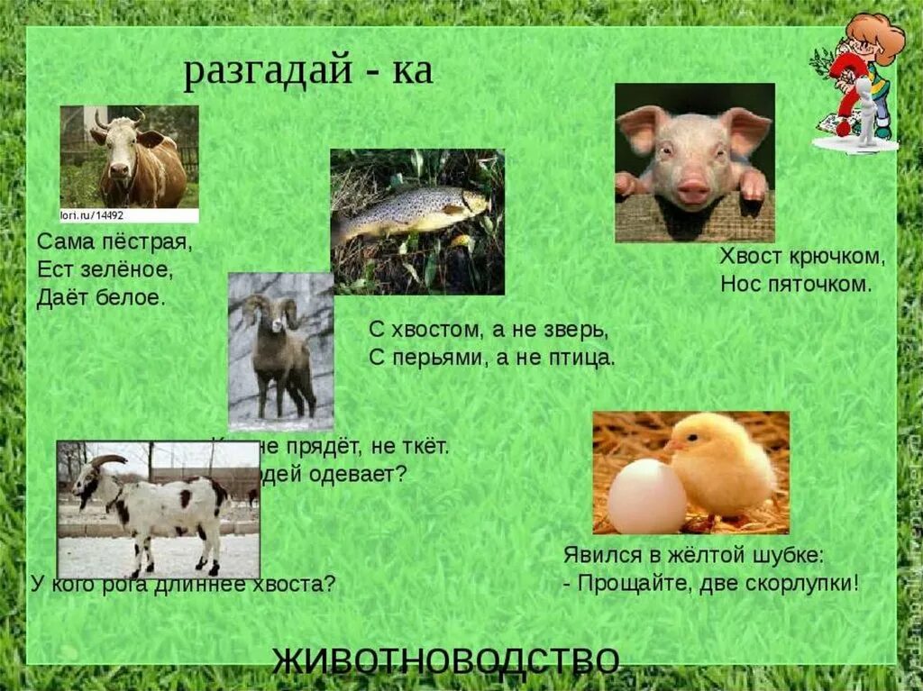 Животноводство в нашем крае. Презентация по животноводству. Загадки на тему животноводство. Загадки на тему скотоводство.