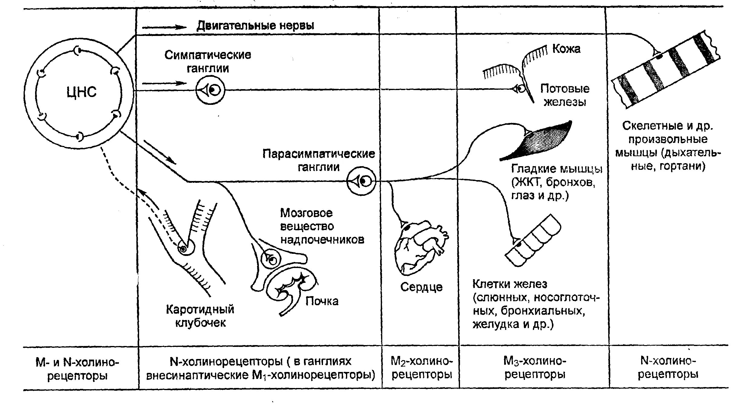 Локализация холинорецепторов. Локализация холинорецепторов схема. Схема эфферентной иннервации холинорецепторы. Н холинорецепторы локализация схема. Механизм действия н холиномиметиков схема.