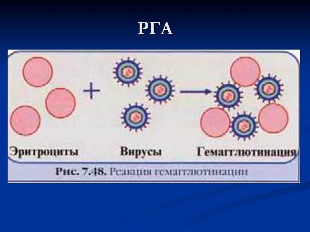 Гемагглютинация это