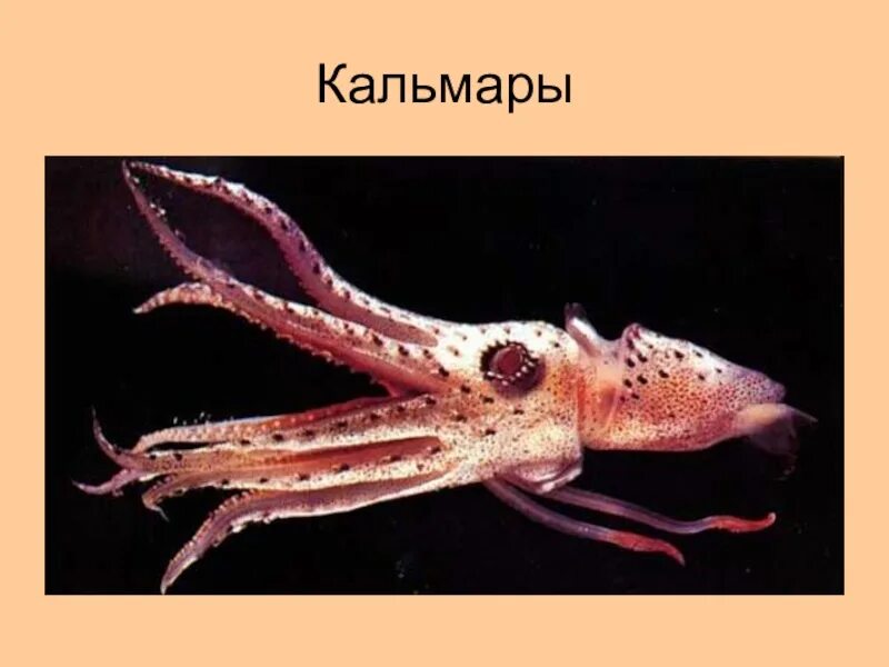 Кальмар группа животных. Головоногие моллюски кальмар. каракатицевидный кальмар. реактивное движение головоногих. кальмар и осьминог.