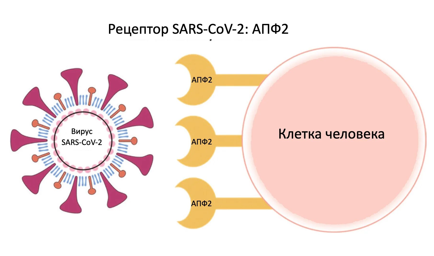 Рецепторы АПФ 2 И коронавирус. Ангиотензин-превращающий фермент 2 (ace2). Экспрессия рецепторов апф2. Рецептор АПФ коронавирус.