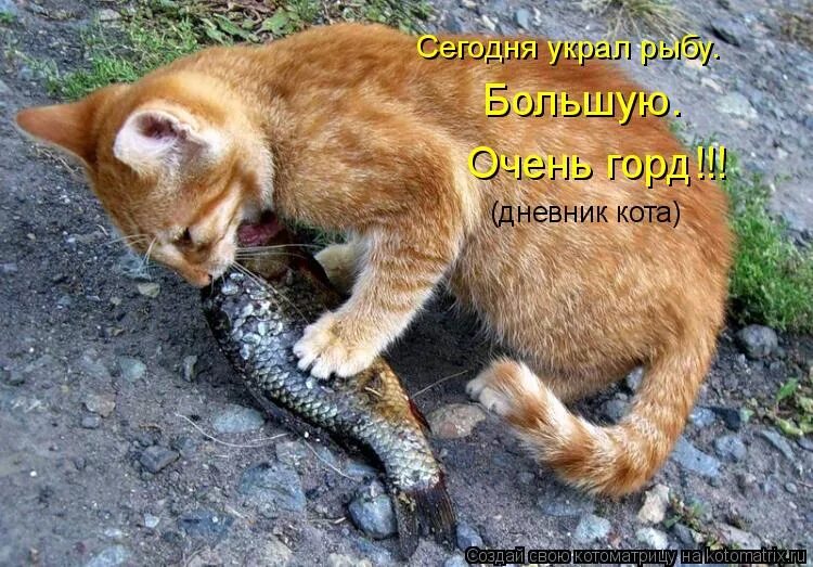 Кот украл рыбу. Кот ворует рыбу. Кот рыбак. Кот с рыбой в зубах. Котенок и рыба.