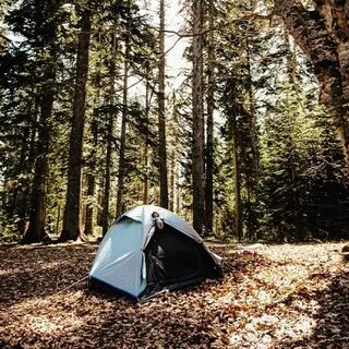 Forest camp
