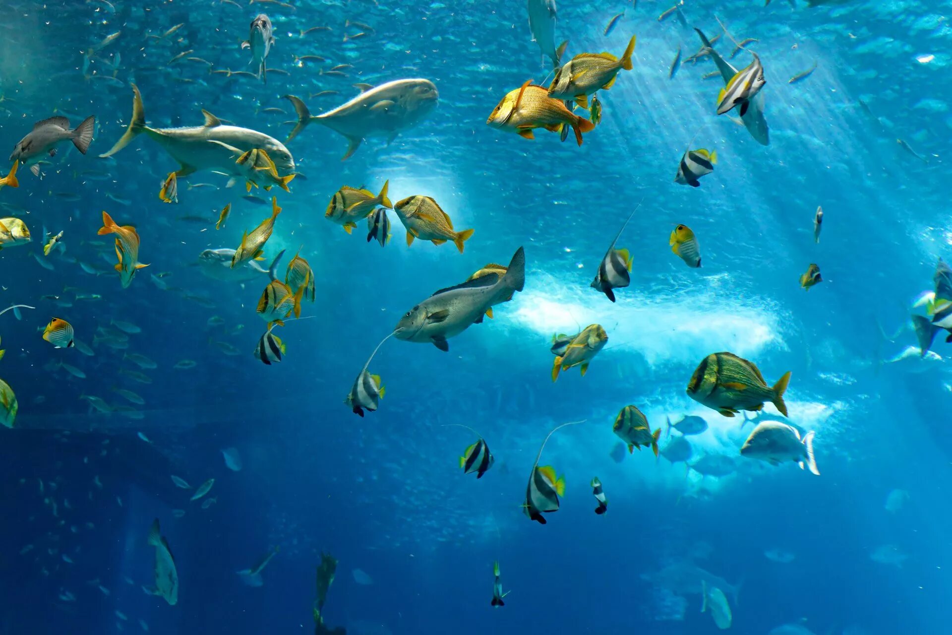 Рыбы в океане. Рыбы под водой. Подводный мир рыбки. Тропические рыбки.