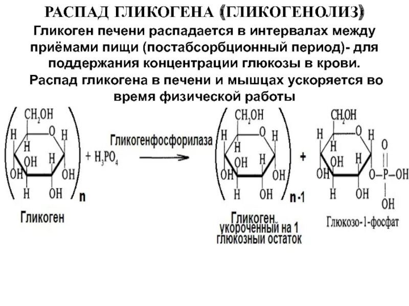 Распад гликогена. Распад гликогена биохимия схема. Схема реакций расщепления гликогена. Схема распада гликогена до Глюкозы в печени. Гликогенолиза биохимия.