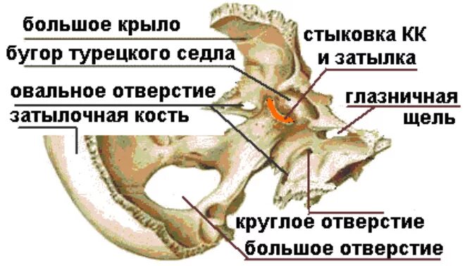 Образование турецкого седла. Клиновидная кость анатомия турецкое седло. Турецкое седло клиновидной кости черепа. Строение черепа турецкое седло. Спинка турецкого седла клиновидной кости.