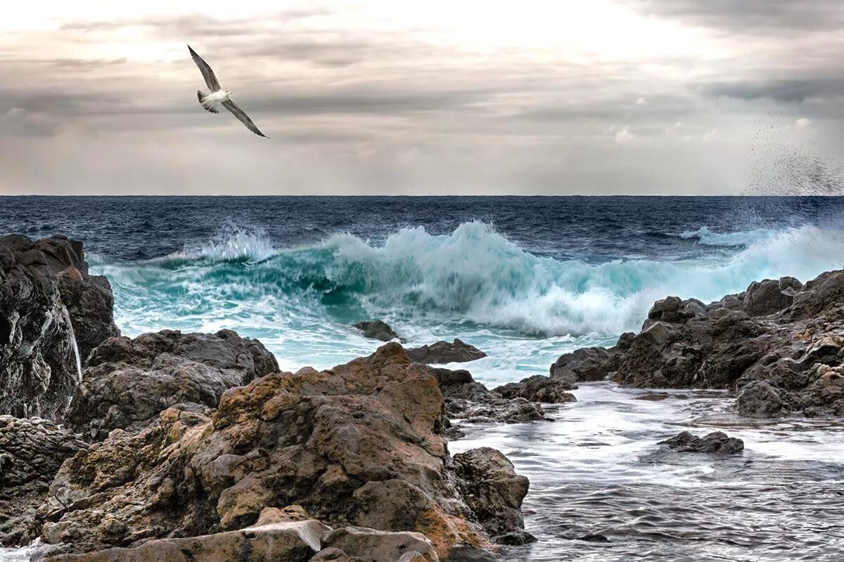 Волны и чайки над морем. Энди Симмонс пейзаж море шторм. Бушующее море. Море, Чайки.