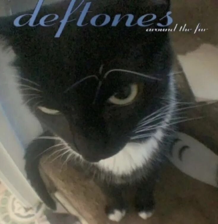 Deftones around the fur Cat. Deftones обложка с котом. Deftones around the fur обложка.