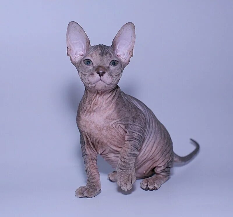 Сфинкс обл. Канадский сфинкс табби. Сфинкс обл. Сфинкс обл. Сфинкс (порода кошек).