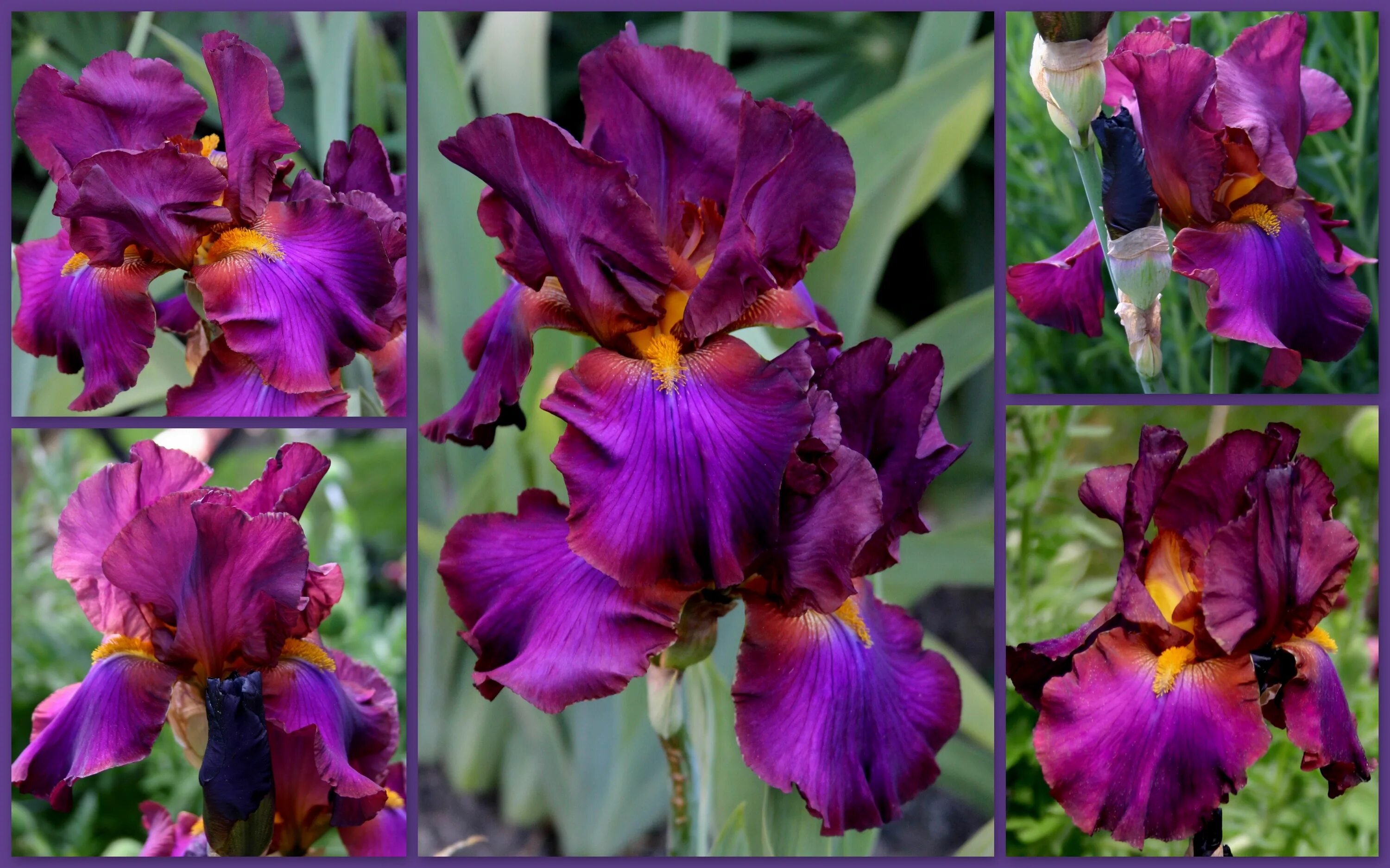 Ирис время. Ирис ринго. ирис гибридный - iris &#039;elegant impressions&#039;. ирис baltic star. ирис классик бордо.