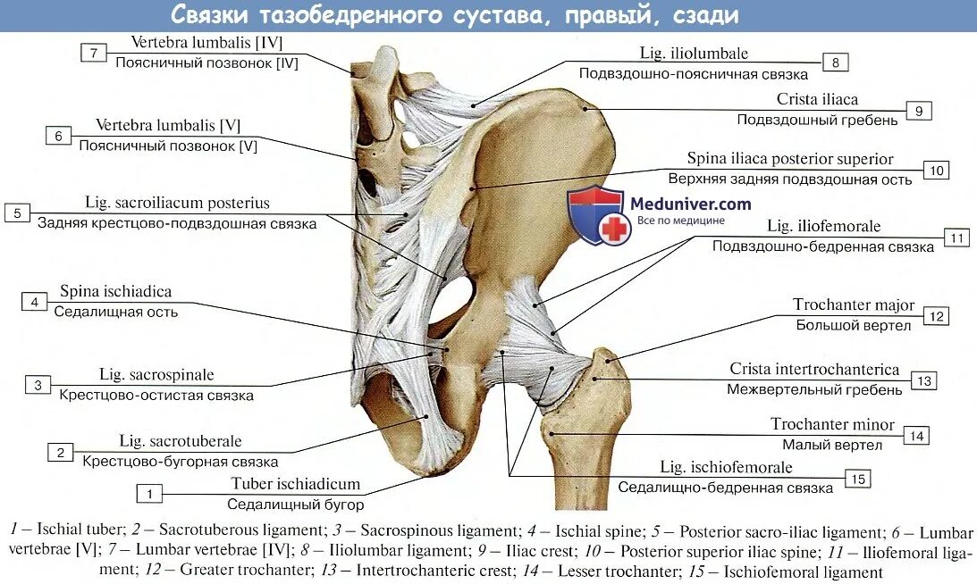 Где находятся круглые связки