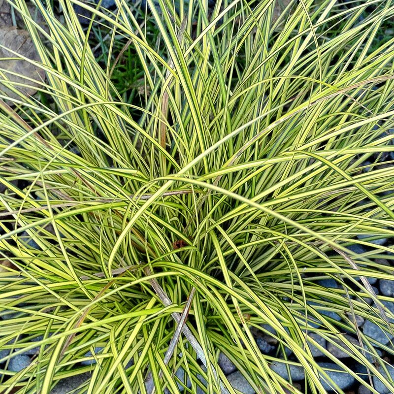 Осока белоокаймленная. Осока variegata. Осока мускингуменская. Осока пальмовидная carex muskingumensis. Осока морроу вариегата.