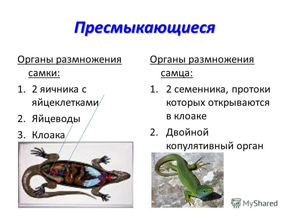 У пресмыкающихся размножение в воде