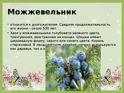 Можжевельник размер шишки